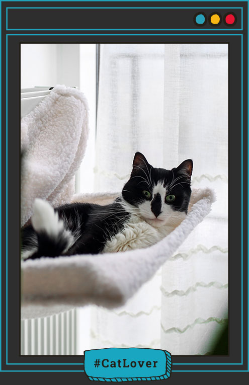 a los gatos les gusta dormir en cama